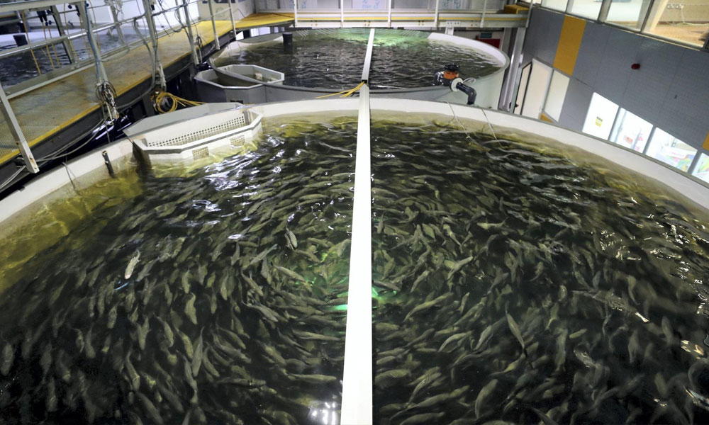 Fish Farming