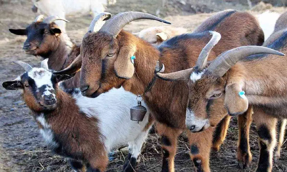 Goat Farming