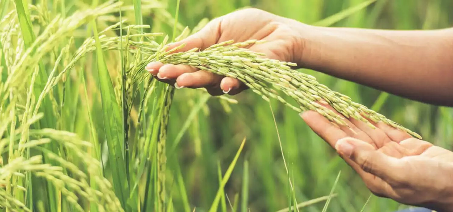 100% Organic Farming - DFX Agri Multi Tread