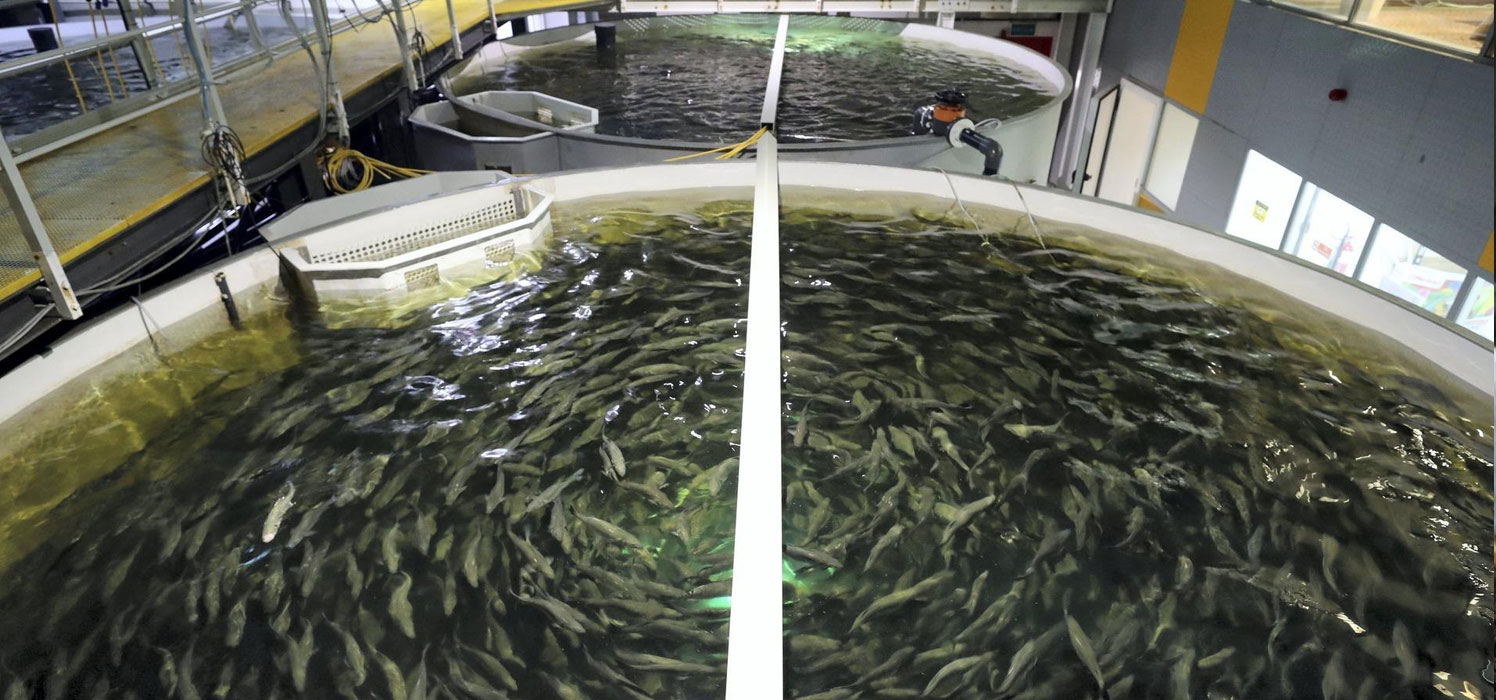 Fish Farming - DFX Agri Multi Tread