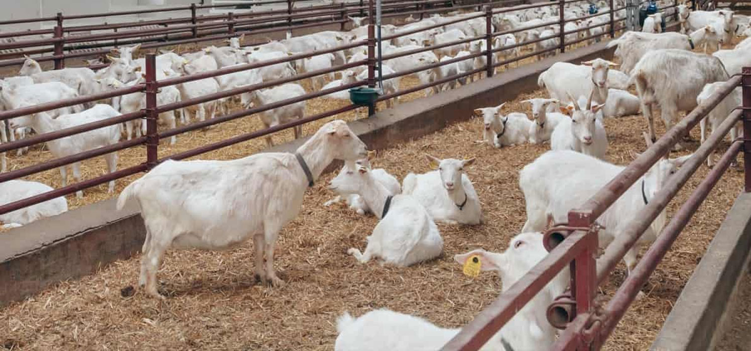 Goat Farming - DFX Agri Multi Tread